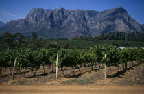 Vineyard with mountains in the background