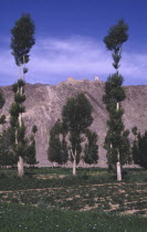 The Great Wall running down rocky hillside seen through trees