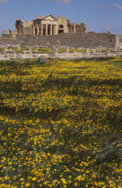 2nd Century Roman ruins with yellow flowers massed in the foreground