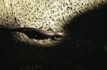 Skink  native reptile cast in ray of light on rocky surface by shadows