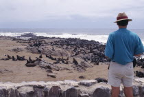 Tourist looking out to the Atlantic over herds of Seals sitting on the rocky beach
