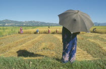 Woman with umbrella watching rice being harvested by hand.