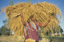 Rice harvest