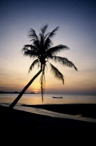 Palm tree and long boat silhouetted at sunset