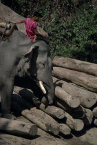 Working elephant moving logs with its trunk and foot with handler sitting on its headAsian Boot Prathet Thai Raja Anachakra Thai Siam Southeast Asia Siamese