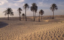 Sahara Desert oasis with palm trees and rippled sand