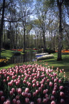 Tulips by Queen Juliana PavilionNetherlands  Tulipa Benelux Dutch European Holland Nederland Western Europe Pavilion Pavillion