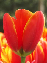 Tulip close up of  World s FavouriteNetherlands  Tulipa Benelux Dutch European Favorite Holland Nederland Western Europe Southern