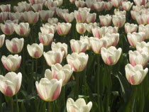 Tulips  Beau Monde varietyNetherlands  Tulipa Benelux Dutch European Holland Nederland Western Europe Southern