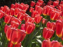 Tulips   Ninja variety.Netherlands  Tulipa Benelux Dutch European Holland Nederland Western Europe Southern