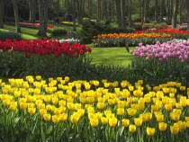 Tulips by Queen Juliana PavilionNetherlands  Tulipa Benelux Dutch European Holland Nederland Western Europe Pavilion Pavillion Southern