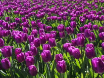Purple Tulip flowersNetherlands  Tulipa Benelux Dutch European Holland Nederland Western Europe Northern