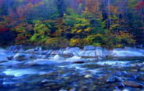 Morning on the Pemigewasset River  golden  autumnal trees.  fallfoliageatumn  fallfoliageatumn