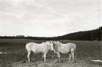 Two Horses standing face to face in an empty field.Black and white image.