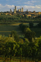View towards towers on San Gimignano with vineyards in the foreground.