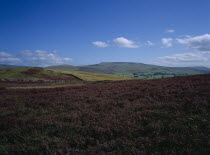 Field of purple heather on the Moors.