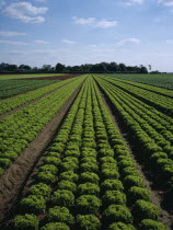 North of Wisbech  Rows of commercially grown green lettuce
