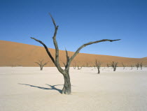 Deadvlei. Dried up salt pan and 5000 year old tree stumps. Sand dune behind