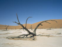 Deadvlei. Dried up salt pan and 5000 year old tree stumps. Sand dune behind