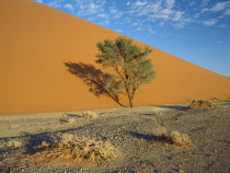 A tree growing at the base of a sand dune creating a shadow on the sand