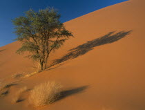 A tree growing out of a sand dune creating a shadow on the sand