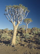 Korerboom or Quiver trees. Member of the Aloe family and unique to this area.