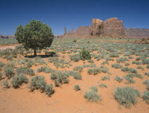 Formation known as The Three Sisters with a tree and vegetation in the foreground.