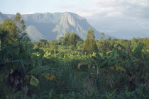 Mount Mulanje behind lush crops in an area of tea growing and subsistence farming. which also has limited tourist industry based around trekking.