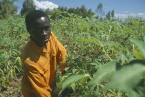 Portrait of farmer amongst his Cassava crop in an Ekhamuru Village.farmer called Aubrey Macheso