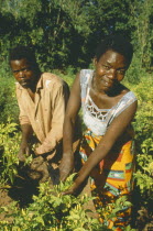 Husband and wife working amongst crops. They trade in Maize using micro credit loans.Joyce Mucknonya and husband Malwa
