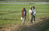 Young women returning from work in paddy field.