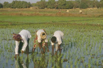 Workers in Paddy field.