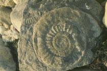 Ammonite fossil shells in rock.