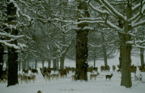 Fallow deer amongst trees in snow in Richmond Park.