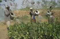 Reforestation project.  Watering tree saplings by hand.