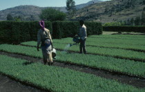 Ethiopia, Workers in Oxfam plant nursery with juniper seedlings used for timber and land reclaimation. 