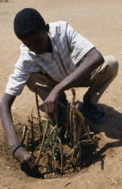 Ethiopia, Harerge, Jijiga, Schoolboy planting tree within protective circle of sticks. 