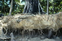 India, Tree roots exposed by severe soil erosion.