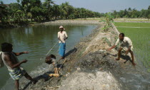 India, West Bengal, Irrigating rice paddies.