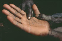 Dogon palm reader pointing to lines on palm of client.