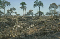 Brazil nut trees left after deforestation by slash and burn. Brasil