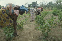 Woman carrying child on her back as she works in vegetable plot.