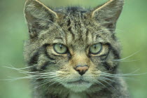 Scottish Wild Cat  Felis silvestris grampia.  Close shot of full face.endangered species