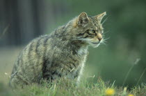 Scottish Wild Cat  Felis silvestris grampia.  endangered species