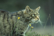 Scottish Wild Cat  Felis silvestris grampia.  Cropped shot of single animal.endangered species