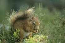 Red Squirrel  Sciurus vulgaris.  Single animal on ground holding nut.