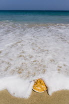 Conch shell on beach at Grand BayBeaches Caribbean Resort Sand Sandy Seaside Shore Tourism West Indies Scenic Windward Islands Beaches Caribbean Resort Sand Sandy Seaside Shore Tourism West Indies S...