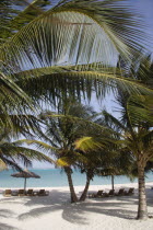 Coconut trees shelters and sunbeds on Jambu Beach at raffles Resort