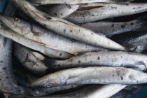Barracuda in the local fish market