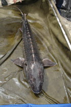 Female sturgeon in full view at the Casa Caviar sturgeon hatchery before being released in the Danube RiverUNESCO heritage site